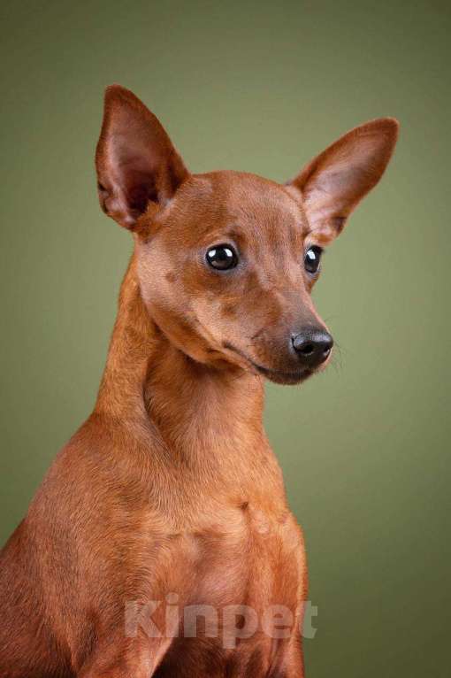 Собаки в Санкт-Петербурге: Щенок цвергпинчера Девочка, 55 000 руб. - фото 4