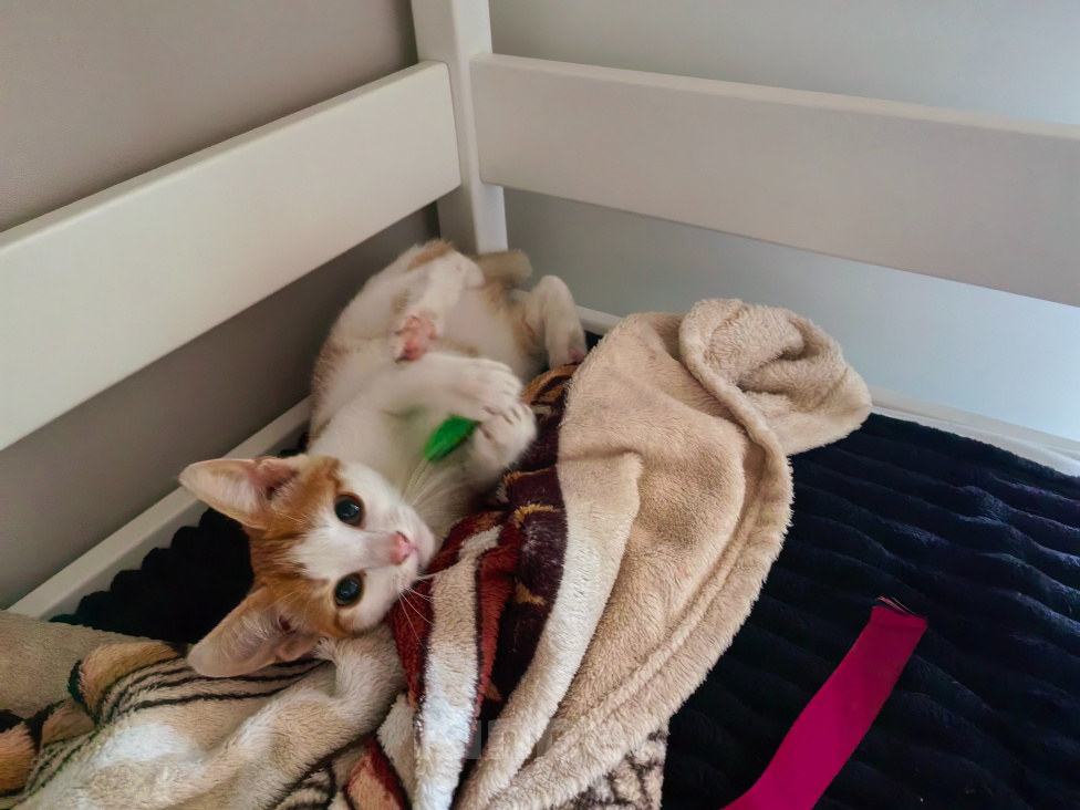 Кошки в Рязани: Котёнок Мальчик, Бесплатно - фото 2