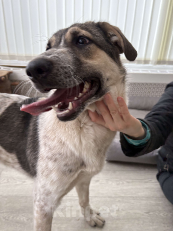 Собаки в Москве: Красавица Хильда в поисках семьи  Девочка, Бесплатно - фото 8