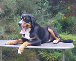Собаки в Таганроге: Большой швейцарский зенненхунд щенки Девочка, 50 000 руб. - фото 3