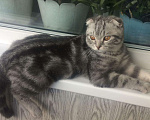 Кошки в Микуне: Кот на вязку., 500 руб. - фото 1