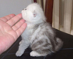 Кошки в Собинке: Вислоухая красотулька., 5 500 руб. - фото 7