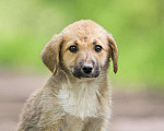 Собаки в Москве: Щенки метисы лабрадора в дар, Бесплатно - фото 10