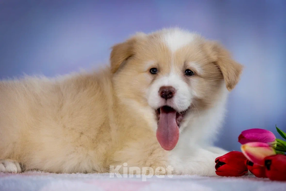 Собаки в Ярославле: Щенки бордер колли Мальчик, 80 000 руб. - фото 1