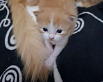 Кошки в Москве: Отдадим в добрые руки рыженькую девочку Девочка, Бесплатно - фото 1