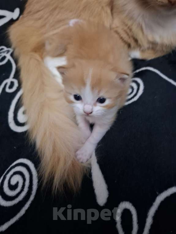 Кошки в Москве: Отдадим в добрые руки рыженькую девочку Девочка, Бесплатно - фото 1