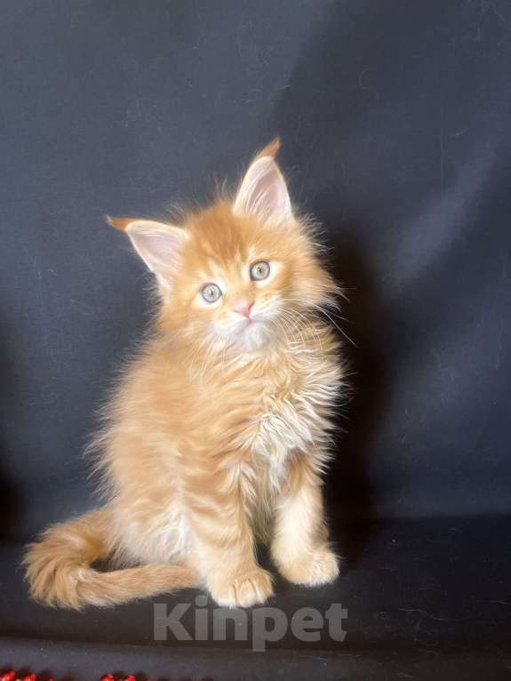 Кошки в Ярославле: Кошка Девочка, 70 000 руб. - фото 4