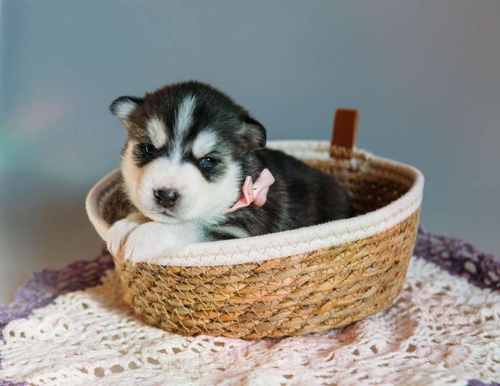 Собаки в Раменском: Хаски  Девочка, 50 000 руб. - фото 4