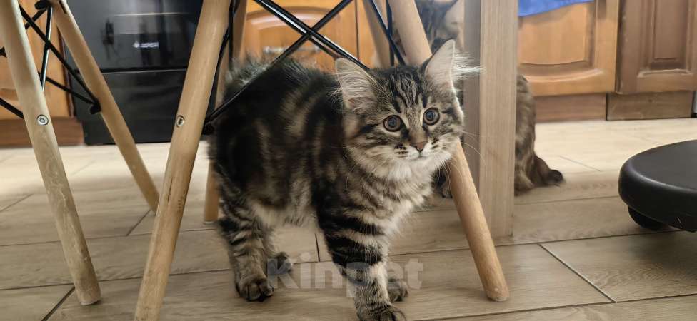 Кошки в Иркутске: Кошечка курильский бобтейл Девочка, 35 000 руб. - фото 3