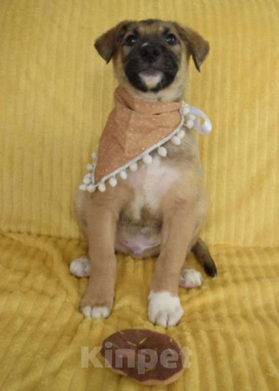 Собаки в Санкт-Петербурге: Братик и сестрички ищут дом!! Девочка, Бесплатно - фото 6