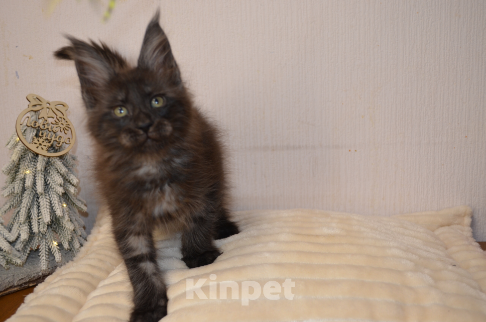 Кошки в Санкт-Петербурге: Chloe Diesel Power черный дым Девочка, 60 000 руб. - фото 3