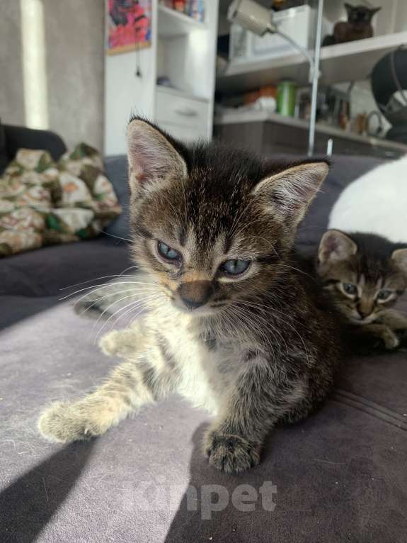 Кошки в Москве: Продам котенка редкой породы охос азулес Мальчик, 15 000 руб. - фото 3