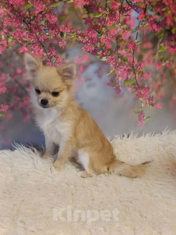 Собаки в Москве: Нежная красавица Девочка, 29 000 руб. - фото 2