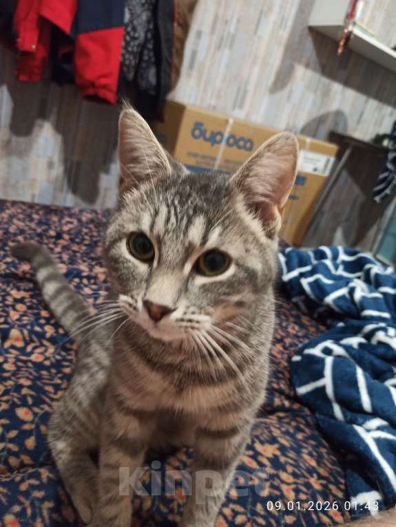 Кошки в Ростове-на-Дону: Кот Хулиган Мальчик, Бесплатно - фото 2