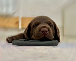 Собаки в Самаре: Шоколадный щенок лабрадора Мальчик, 45 000 руб. - фото 3