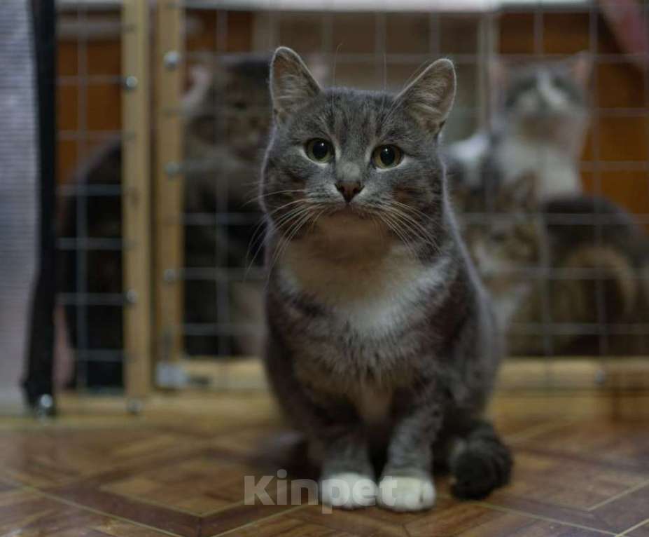 Кошки в Москве: кот Том ищет дом Мальчик, Бесплатно - фото 6