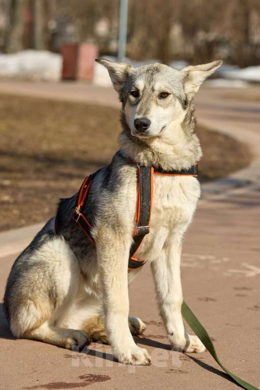Собаки в Москве: Щенок в добрые руки Девочка, Бесплатно - фото 7