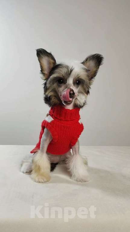 Собаки в Липецке: Голая миниатюрная девочка Девочка, 60 000 руб. - фото 2