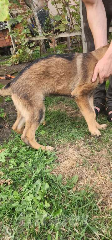 Собаки в Ореховом-Зуево: Продажа щенков Мальчик, 50 000 руб. - фото 9