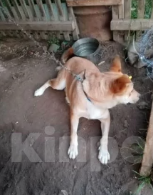 Собаки в Москве: Собака Рыжка ищет  дом Девочка, Бесплатно - фото 7