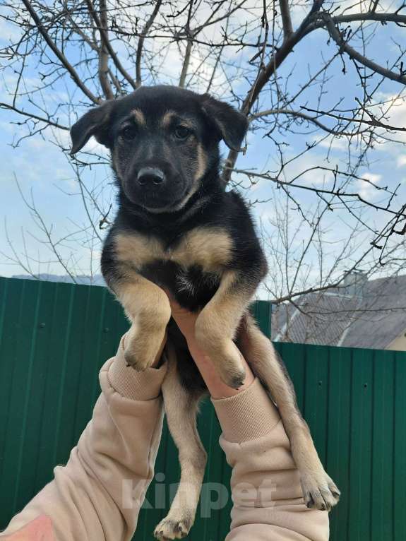 Собаки в Санкт-Петербурге: Ручной игривый щеночек ищет дом Девочка, Бесплатно - фото 6