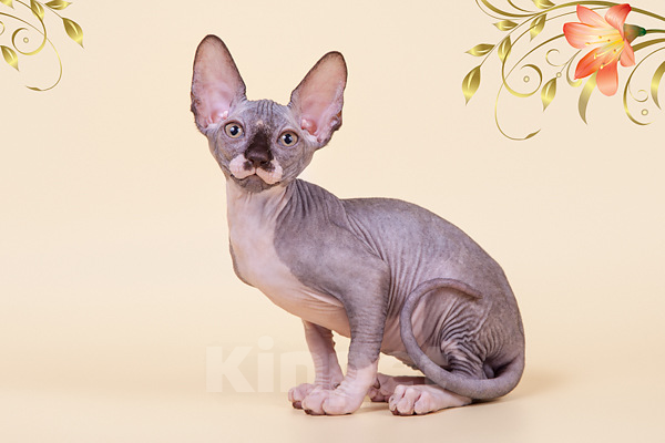 Кошки в Москве: Питомник Скорпион предлагает котят. Девочка, Бесплатно - фото 4