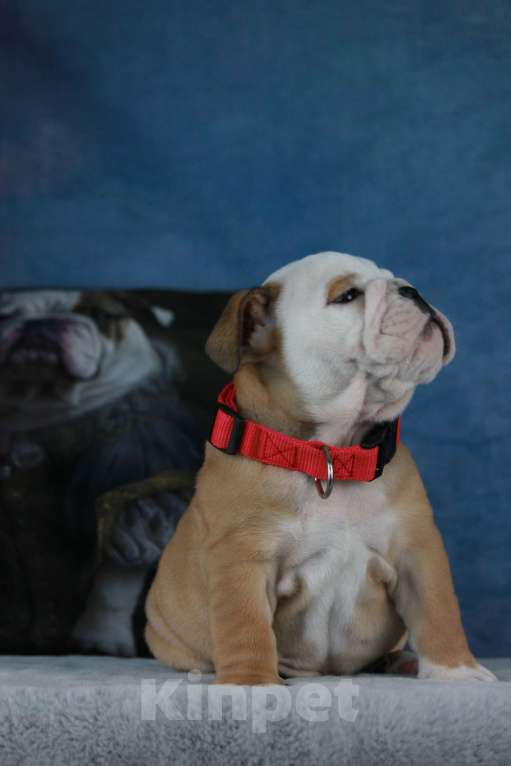 Собаки в Волгограде: РИСИВ ВИШФУЛ ЗАХАР Мальчик, 90 000 руб. - фото 4