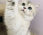 Кошки в Симферополе: Британский малыш  Мальчик, 60 000 руб. - фото 6