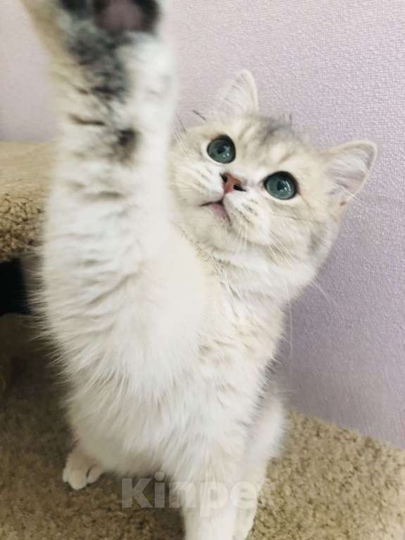 Кошки в Симферополе: Британский малыш  Мальчик, 60 000 руб. - фото 6