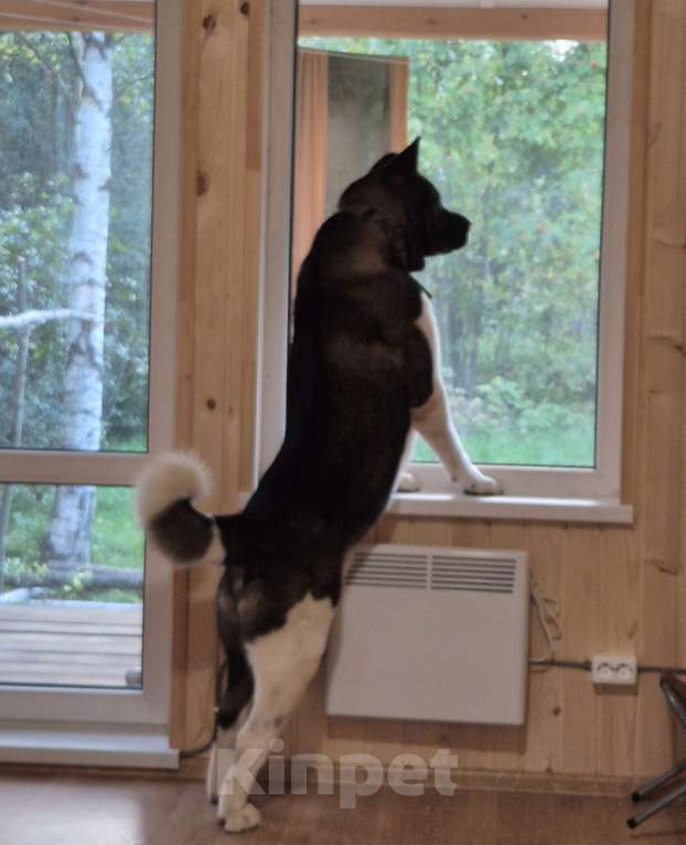 Собаки в других городах Ленинградской области: Великолепный кобель Мальчик, Бесплатно - фото 4