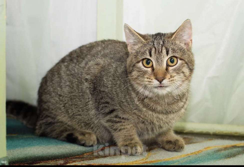 Кошки в Москве: Серега Мальчик, Бесплатно - фото 2