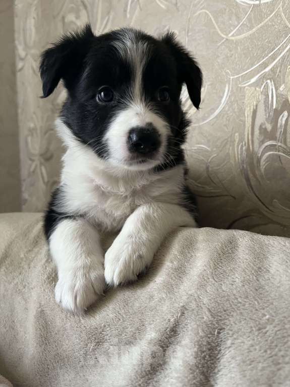 Собаки в Краснодаре: Щенки Бордерколли  Девочка, Бесплатно - фото 3