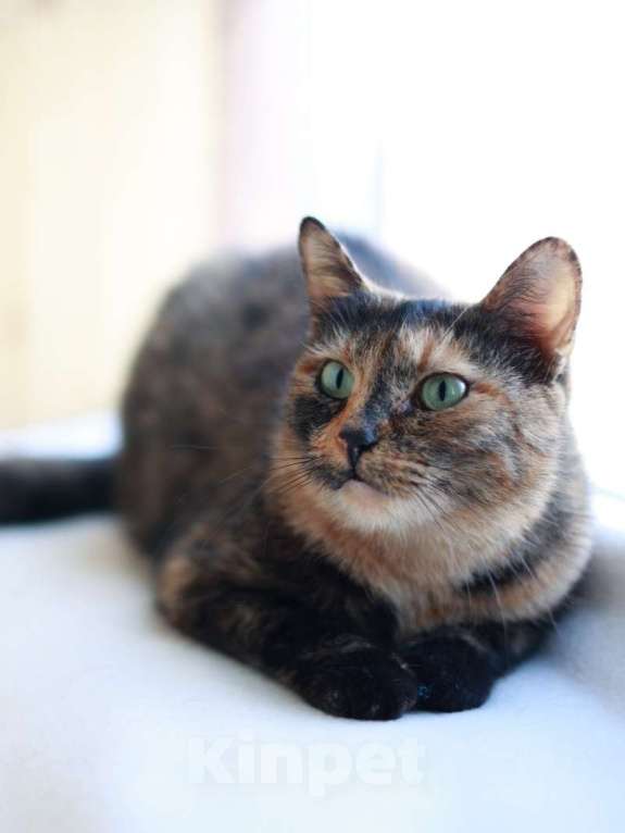 Кошки в Москве: Кошка для тепла и уюта Девочка, Бесплатно - фото 3