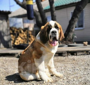 Собаки в Москве: Сенбернар Мальчик, 60 000 руб. - фото 3