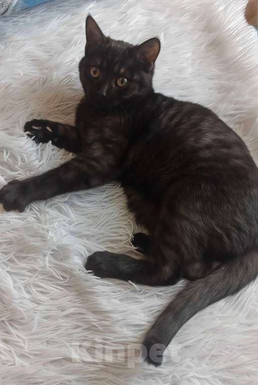 Кошки в Санкт-Петербурге: Кошечка подросток  окрас «темный дым» Девочка, Бесплатно - фото 3