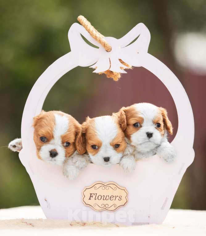 Собаки в Москве: Мальчик Кавалерчик Мальчик, Бесплатно - фото 3