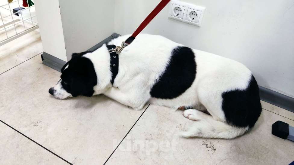 Собаки в Санкт-Петербурге: Отдам собаку бесплатно Девочка, Бесплатно - фото 5