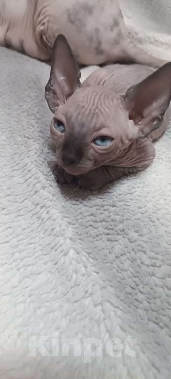 Кошки в Москве: Замечательные котята сфинкс Девочка, 22 000 руб. - фото 3