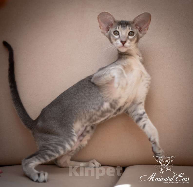 Кошки в Санкт-Петербурге: Ориентал в современном типе  Девочка, 120 000 руб. - фото 6