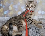 Кошки в Москве: Пятнисто/полосатый котёнок в добрые руки Девочка, Бесплатно - фото 1