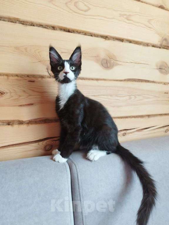 Кошки в Чите: Котенок мейнкун Мальчик, 35 000 руб. - фото 5