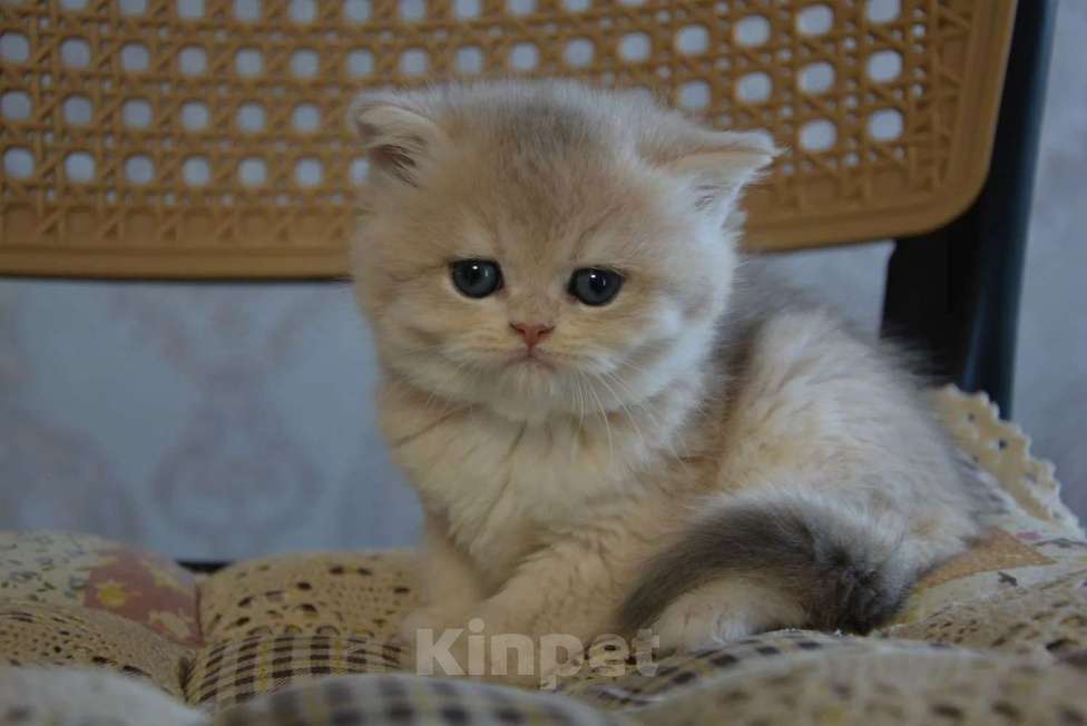 Кошки в Сочи: Котята Девочка, Бесплатно - фото 4