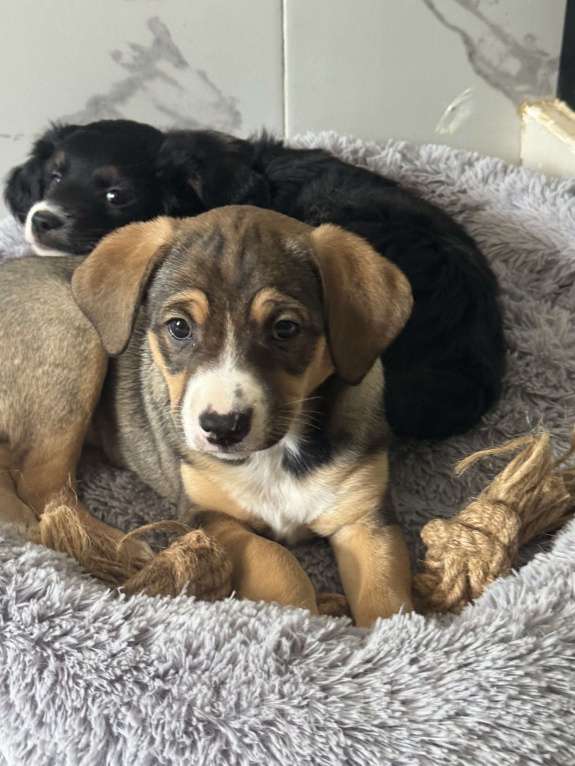 Собаки в Москве: Булочка ищет добрый дом Девочка, Бесплатно - фото 2