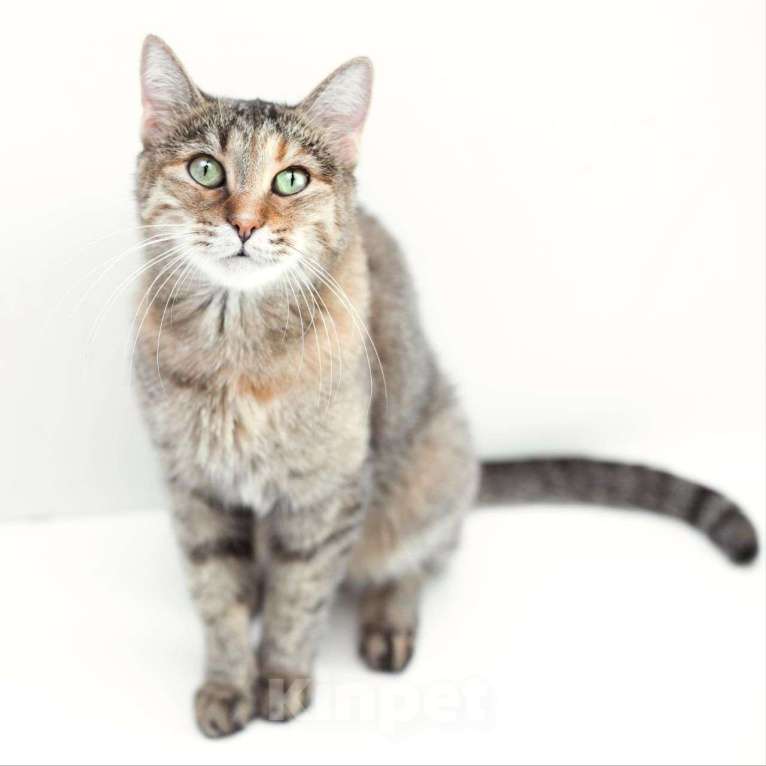 Кошки в Москве: Кошечка Марта мечтает о доме, но никто ее не выбирает 💔 Девочка, Бесплатно - фото 2