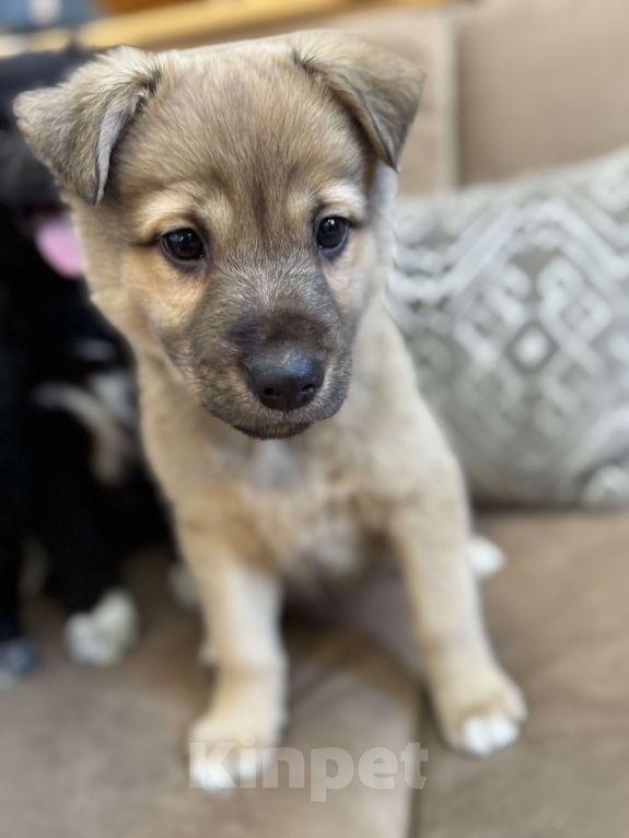 Собаки в Москве: Сири  Девочка, Бесплатно - фото 1