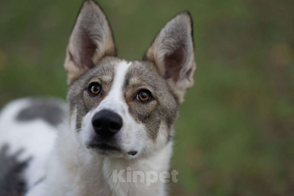 Собаки в Москве: Пятнашка Девочка, Бесплатно - фото 4