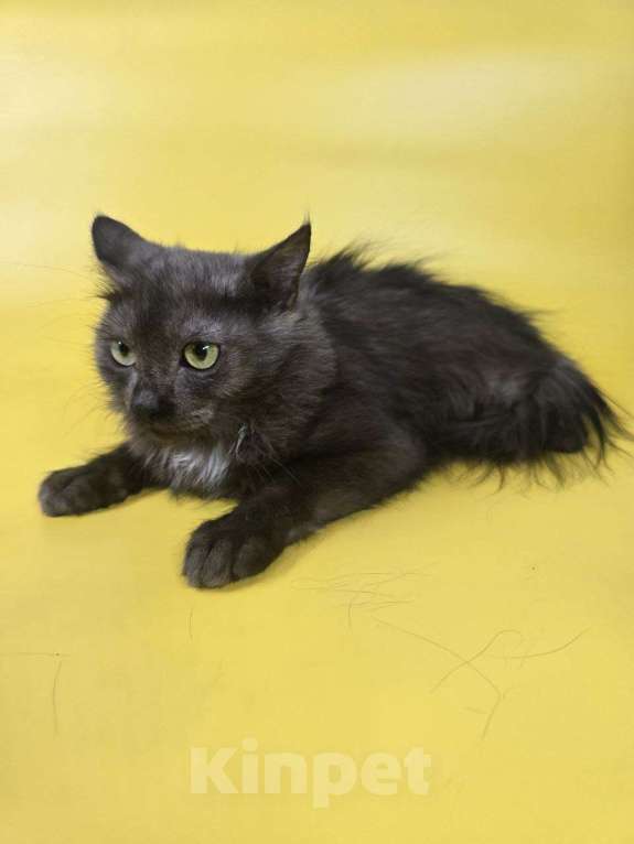 Кошки в Москве: Котик Юша ищет семью Мальчик, Бесплатно - фото 5