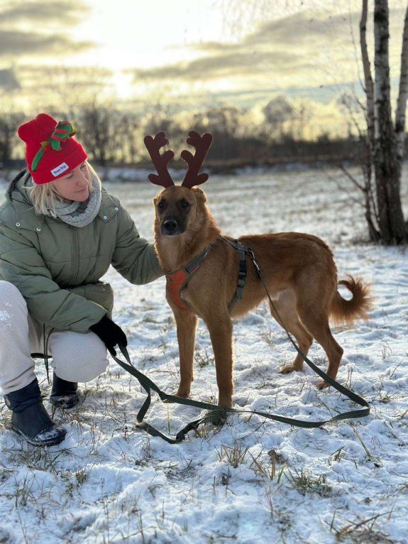 Собаки в Москве: Рыжее солнышко Мальчик, Бесплатно - фото 8