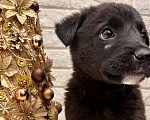 Собаки в Красногорске: Малыш в любящие руки  Мальчик, 10 руб. - фото 2