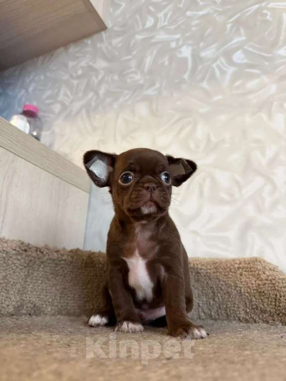 Собаки в Воронеже: Шоколад без каллорий Мальчик, 40 000 руб. - фото 1